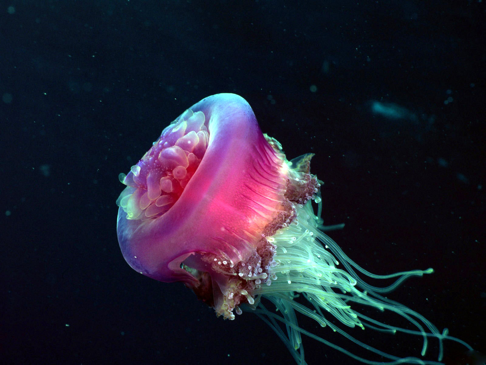 Fonds d'cran Animaux Vie marine - Anmones 