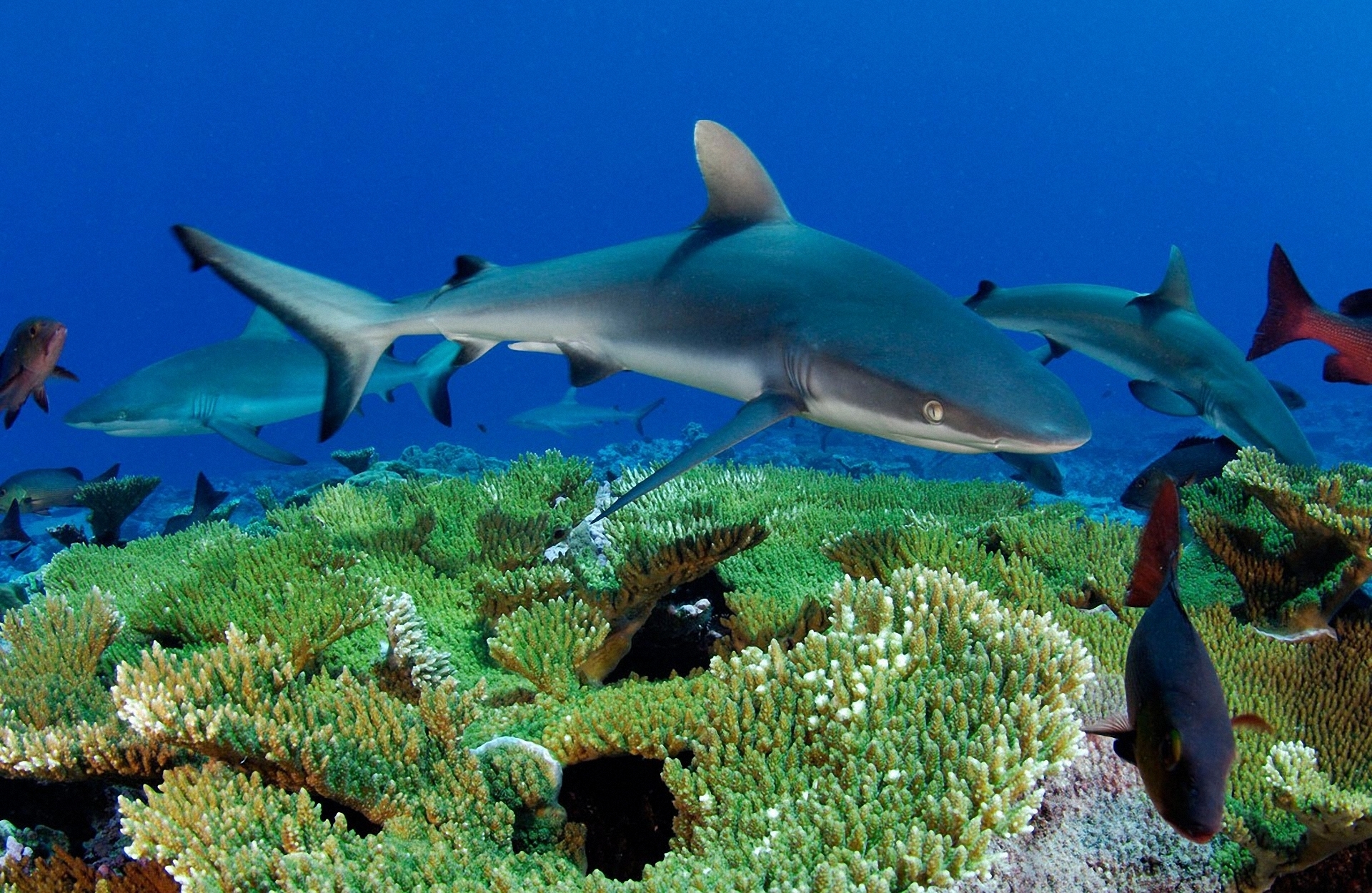 Fonds d'cran Animaux Vie marine - Requins 