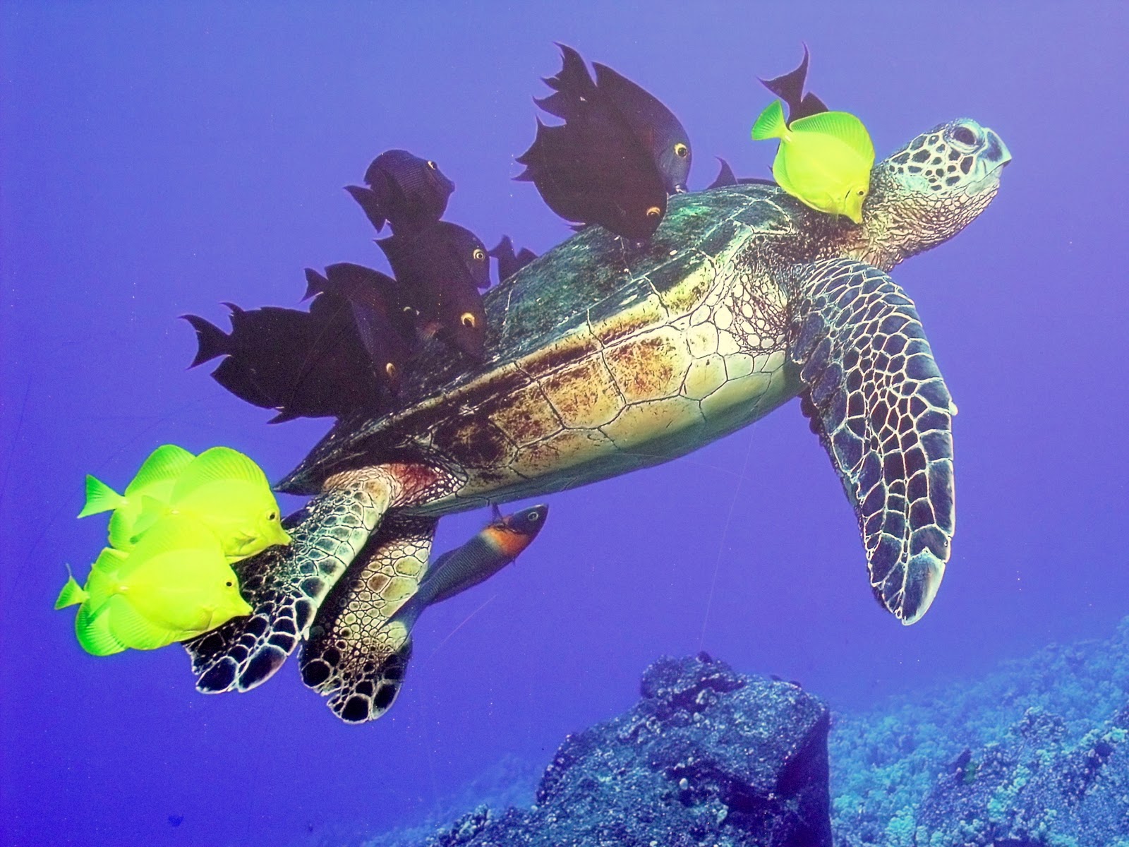 Wallpapers Animals Sealife - Sea turtles 