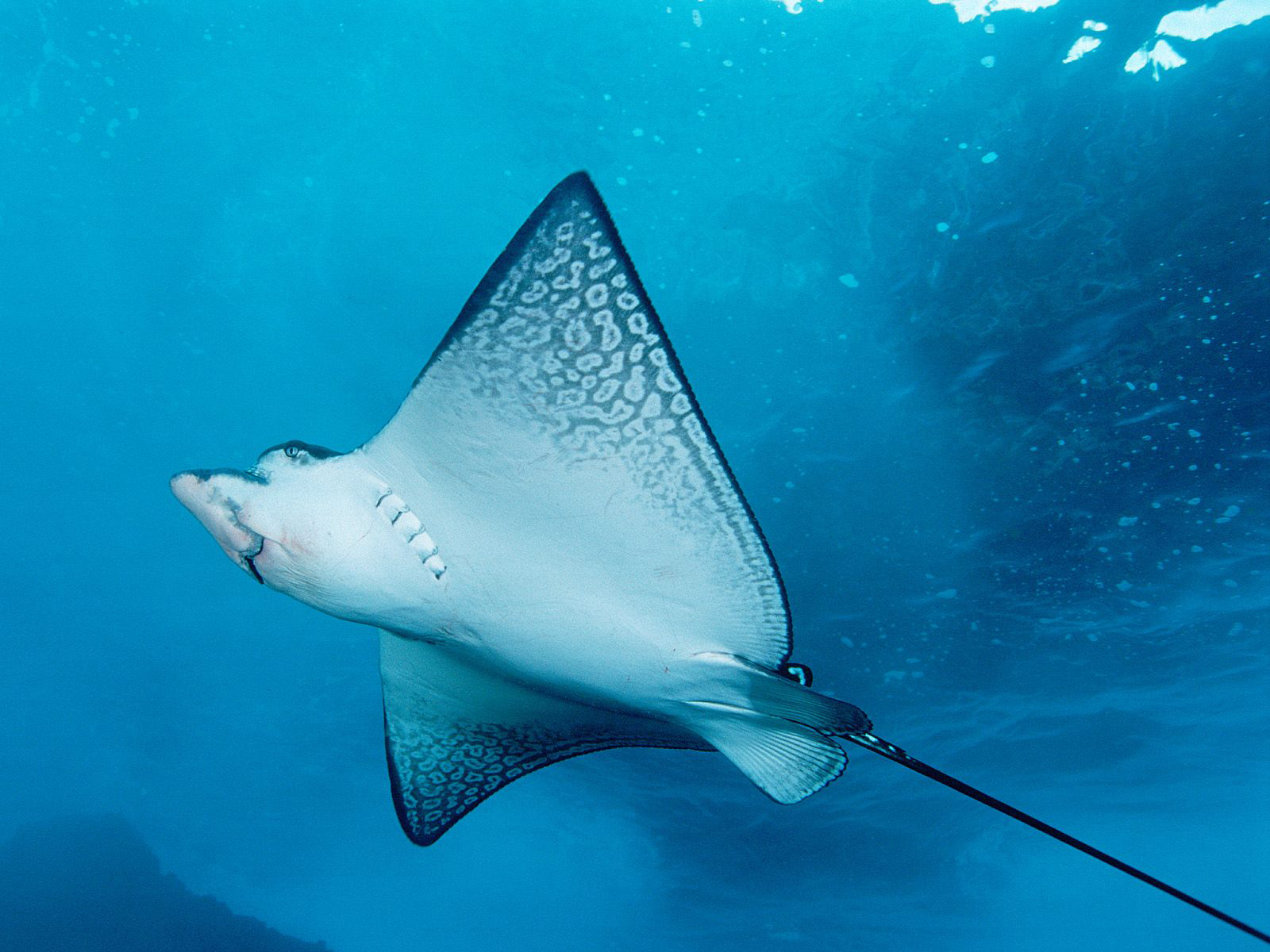 Fonds d'cran Animaux Vie marine - Divers 