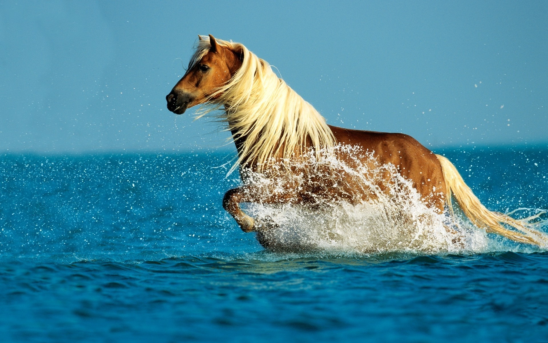 Fonds d'cran Animaux Chevaux 