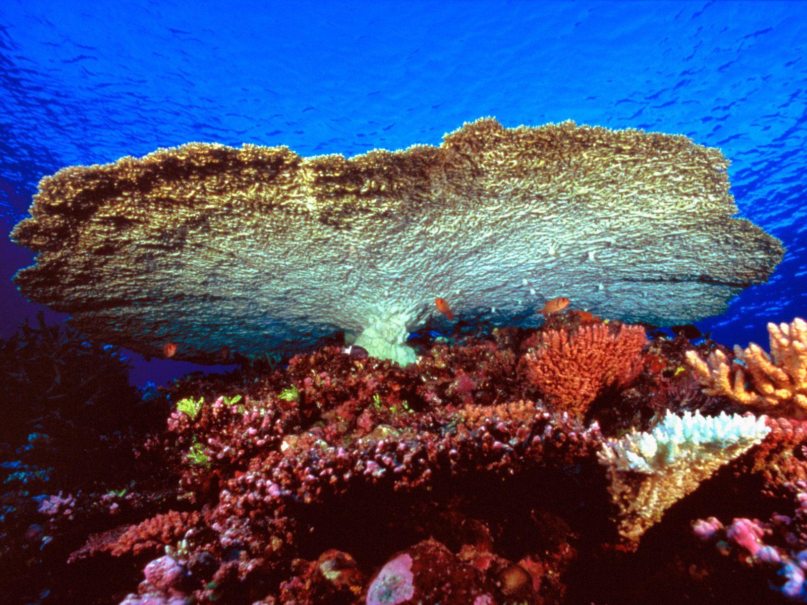 Wallpapers Animals Sealife - Corals 