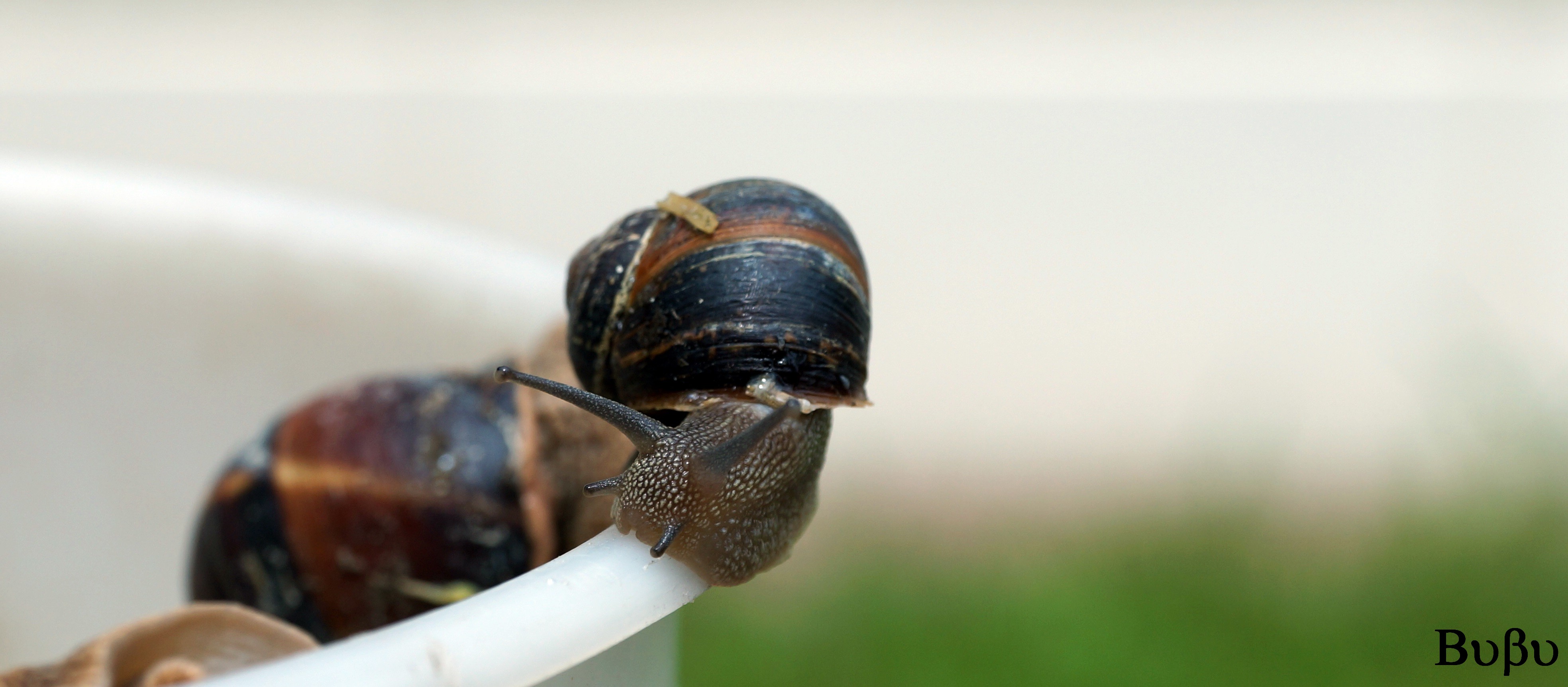 Fonds d'cran Animaux Escargots - Limaces Chat, escargots