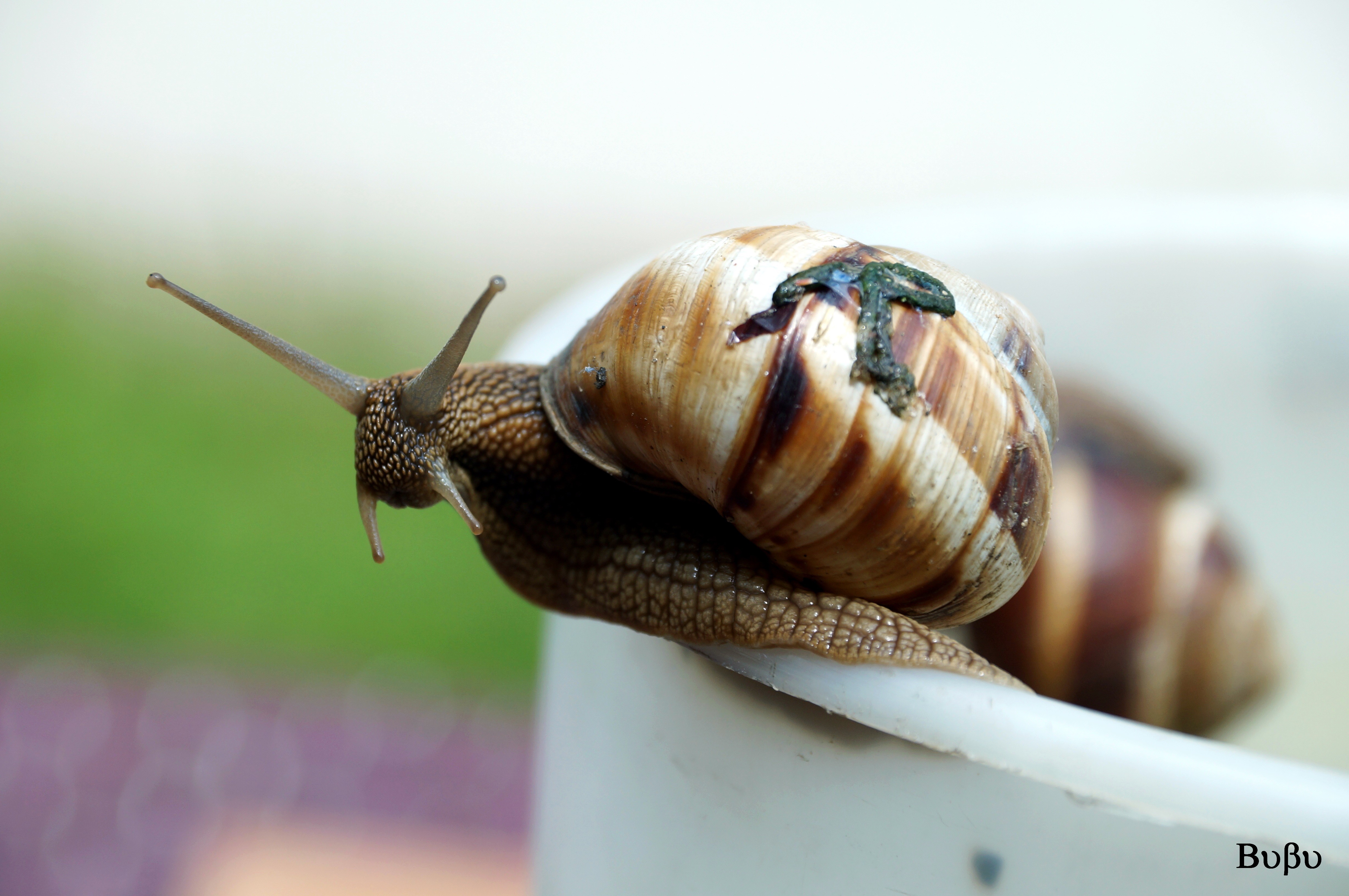 Fonds d'cran Animaux Escargots - Limaces Chat, escargots