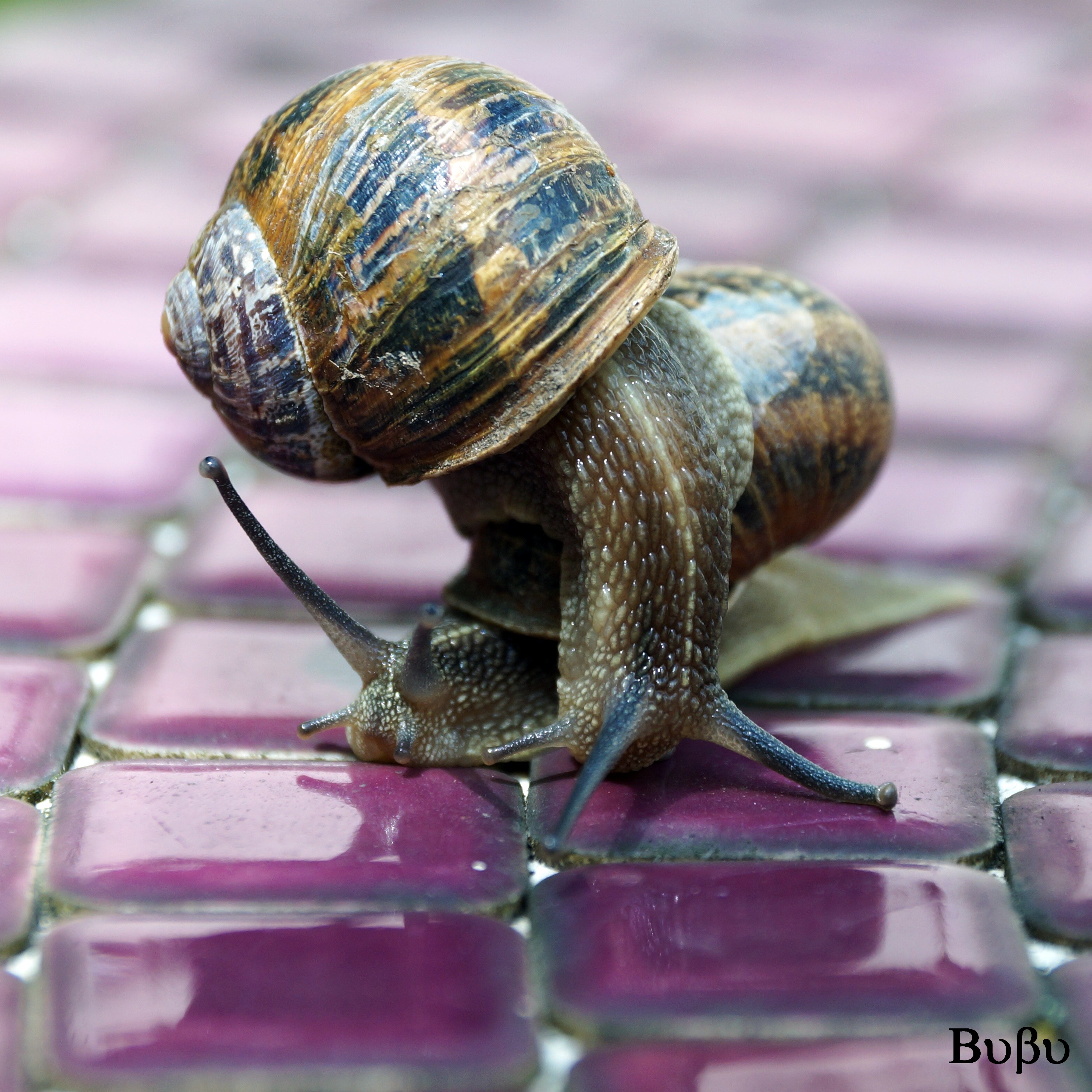 Fonds d'cran Animaux Escargots - Limaces Chat, escargots