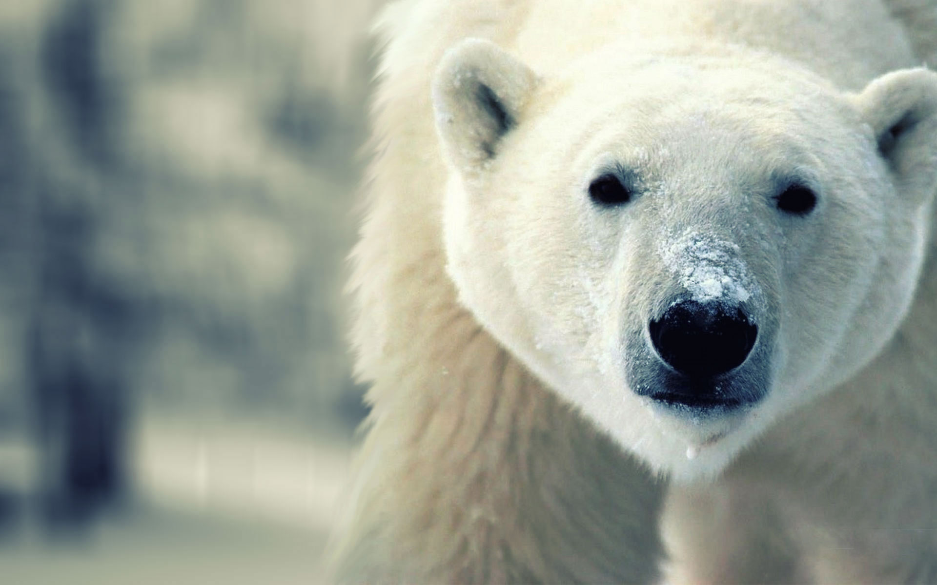 Wallpapers Animals Bears 