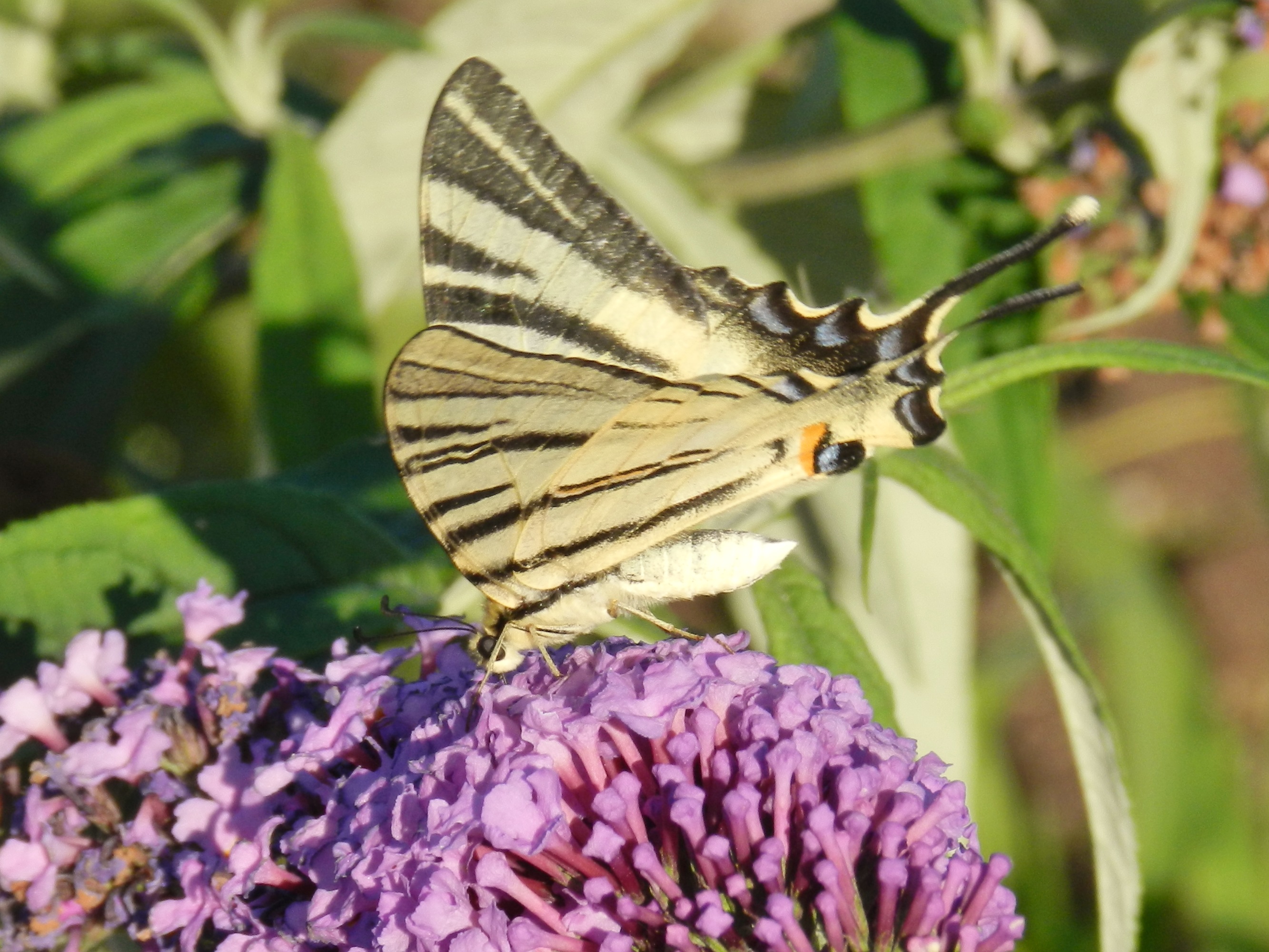 Wallpapers Animals Insects - Butterflies 