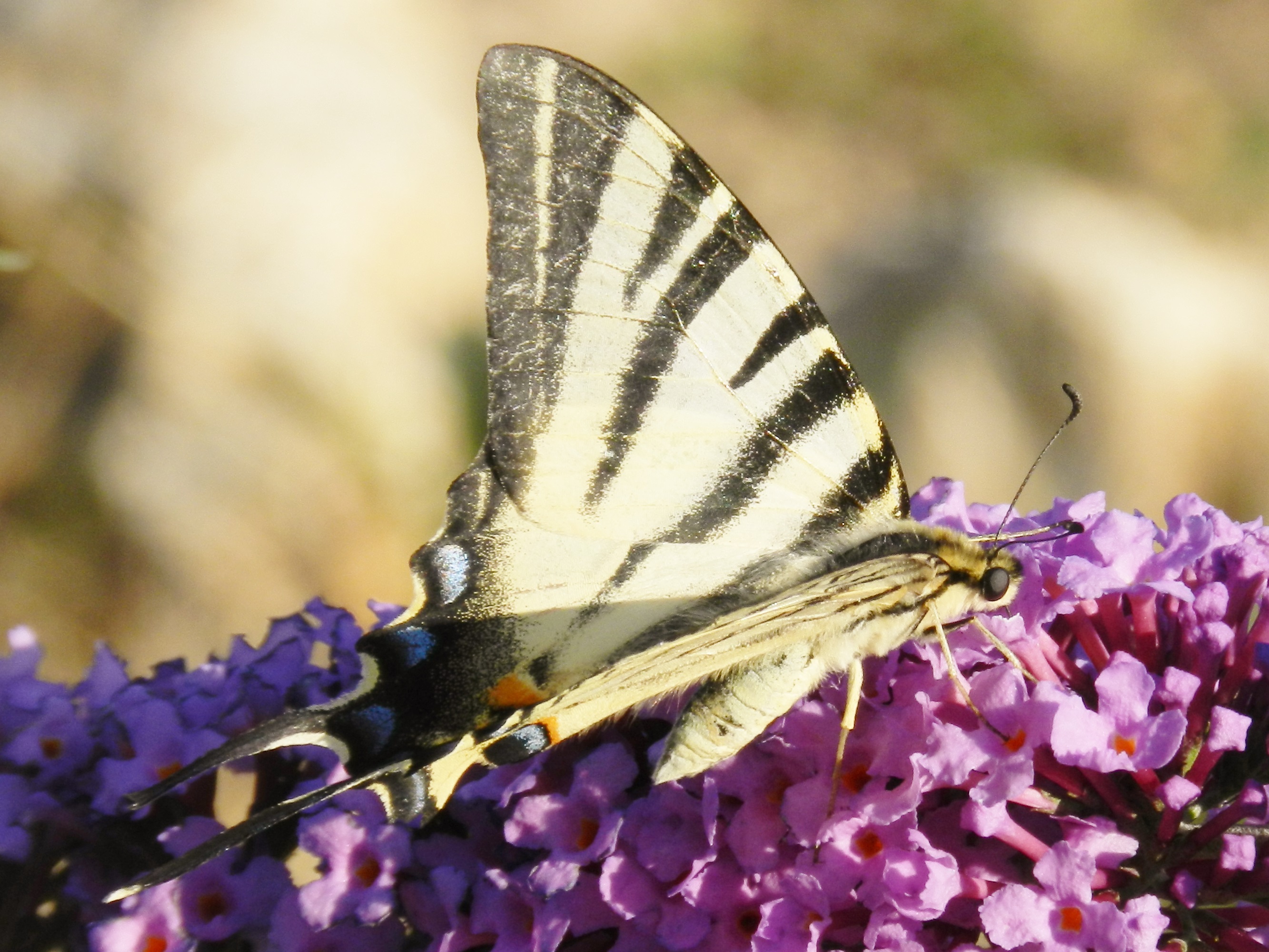 Fonds d'cran Animaux Insectes - Papillons 