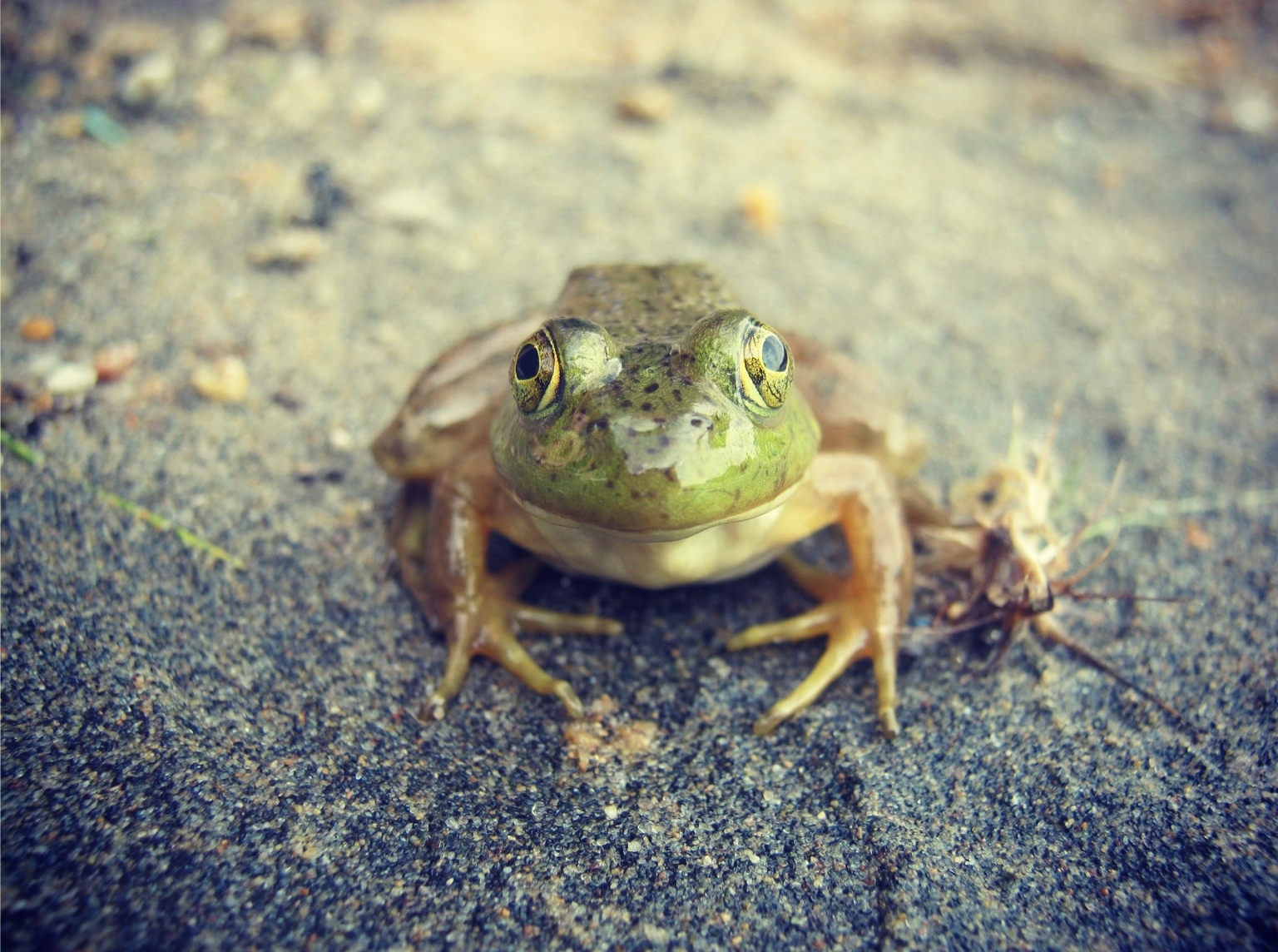 Fonds d'cran Animaux Grenouilles - Crapauds 