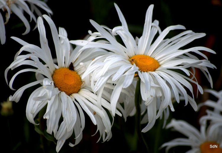 Fonds d'cran Nature Fleurs "LES FLEURS DES VILLES" -CASSEL