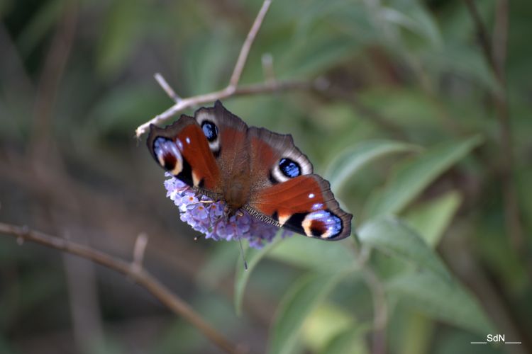 Fonds d'cran Animaux Insectes - Papillons 