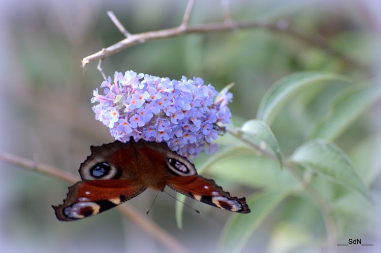 Fonds d'cran Animaux Insectes - Papillons 