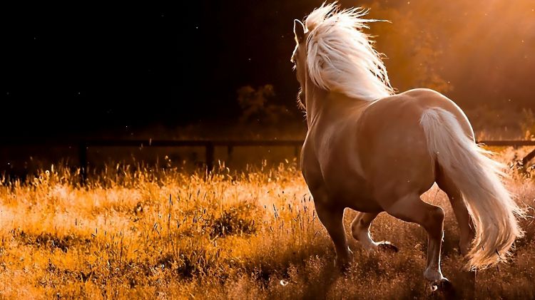 Fonds d'cran Animaux Chevaux Wallpaper N352004