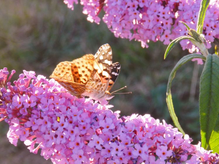 Fonds d'cran Animaux Insectes - Papillons Wallpaper N352754