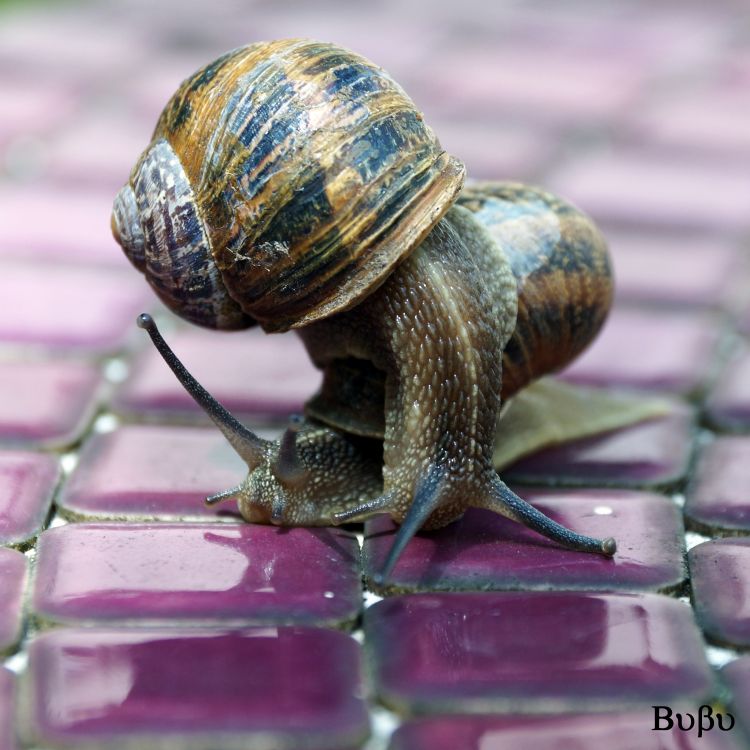 Wallpapers Animals Snails - Slugs Chat, escargots