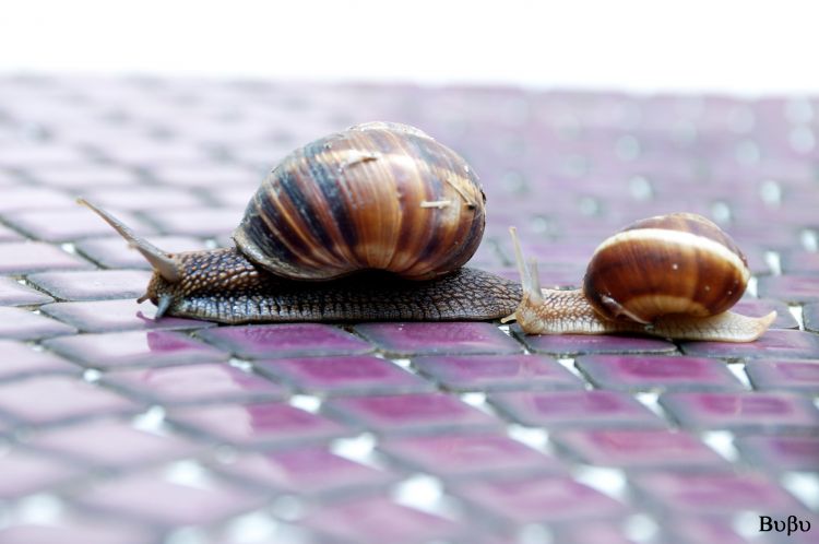 Fonds d'cran Animaux Escargots - Limaces Chat, escargots