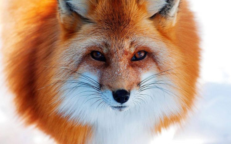 Fonds d'cran Animaux Renards Wallpaper N352006