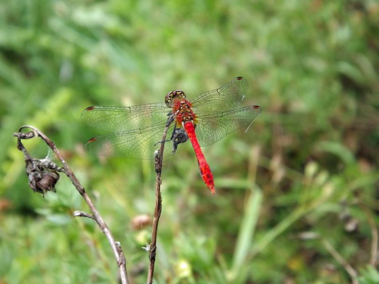 Fonds d'cran Animaux Insectes - Libellules libellule rouge