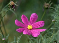  Nature "LES FLEURS DES VILLES" -CASSEL