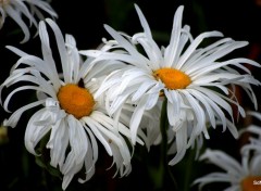  Nature "LES FLEURS DES VILLES" -CASSEL