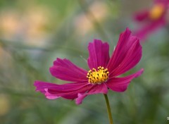  Nature "LES FLEURS DES VILLES" -CASSEL