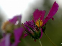  Nature "LES FLEURS DES VILLES" -CASSEL