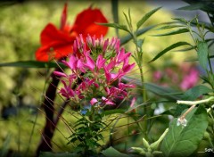  Nature "LES FLEURS DES VILLES" -CROIX