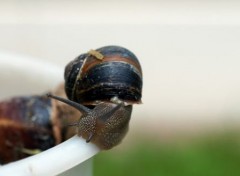  Animaux Chat, escargots