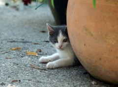  Animals Chat, escargots