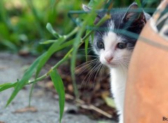  Animals Chat, escargots