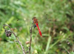  Animaux libellule rouge