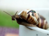  Animaux Chat, escargots