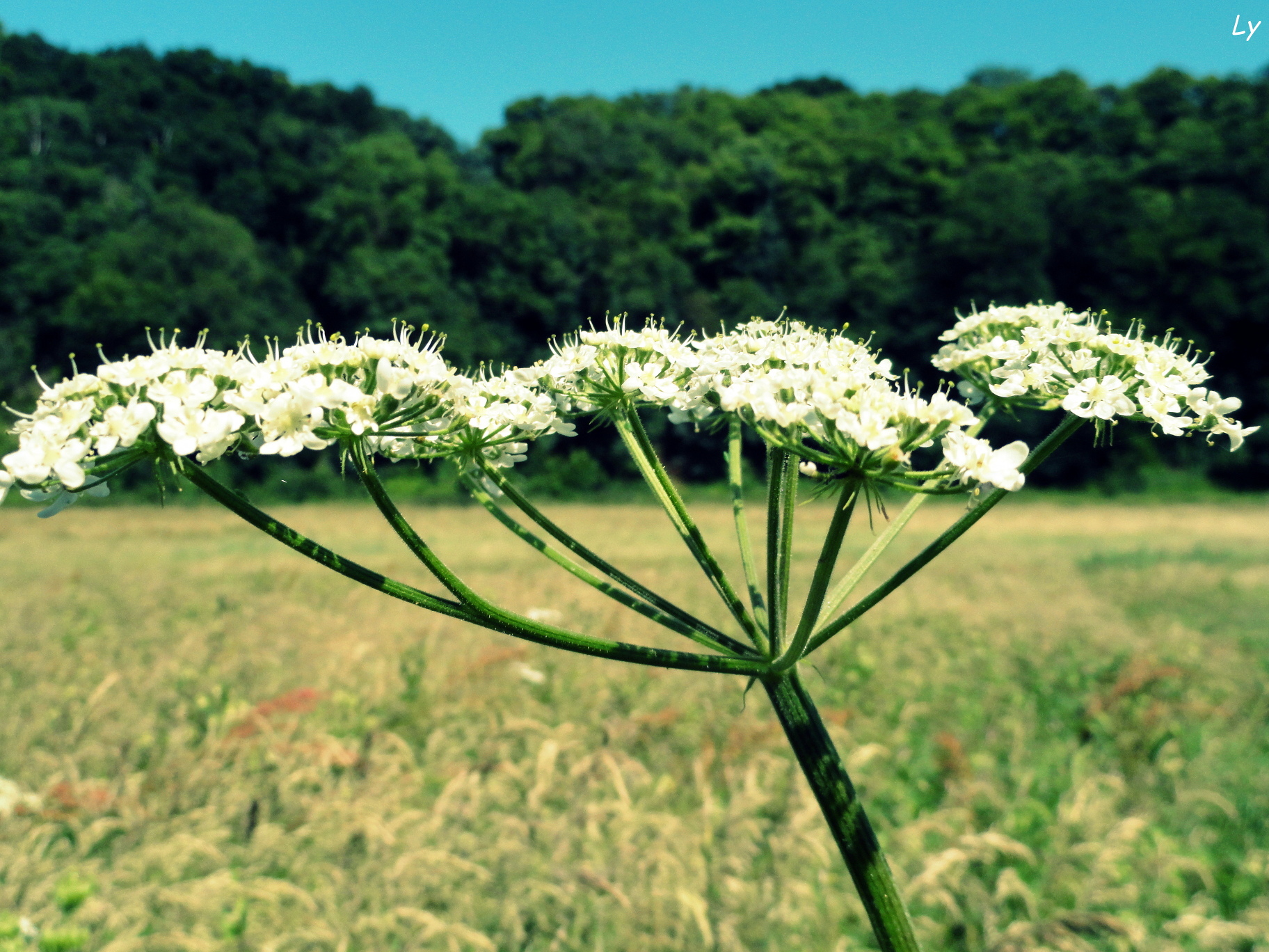 Fonds d'cran Nature Fleurs 