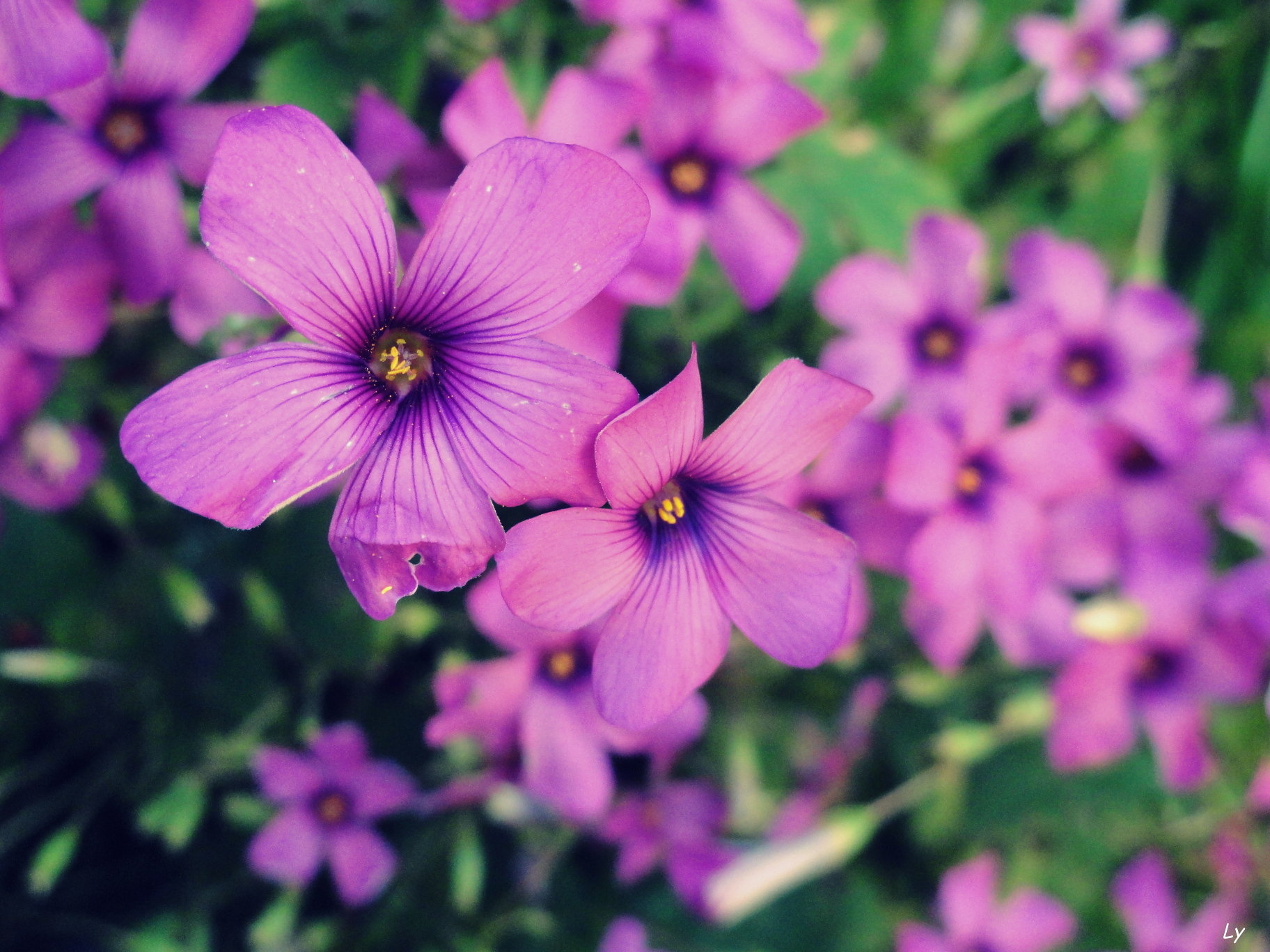 Fonds d'cran Nature Fleurs 