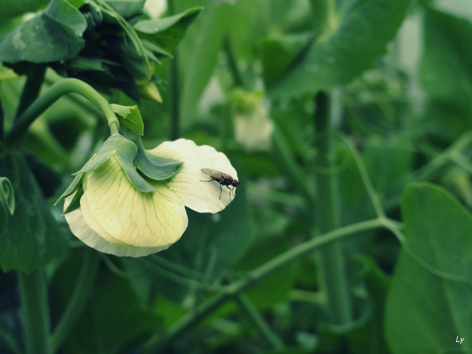 Fonds d'cran Nature Fleurs 