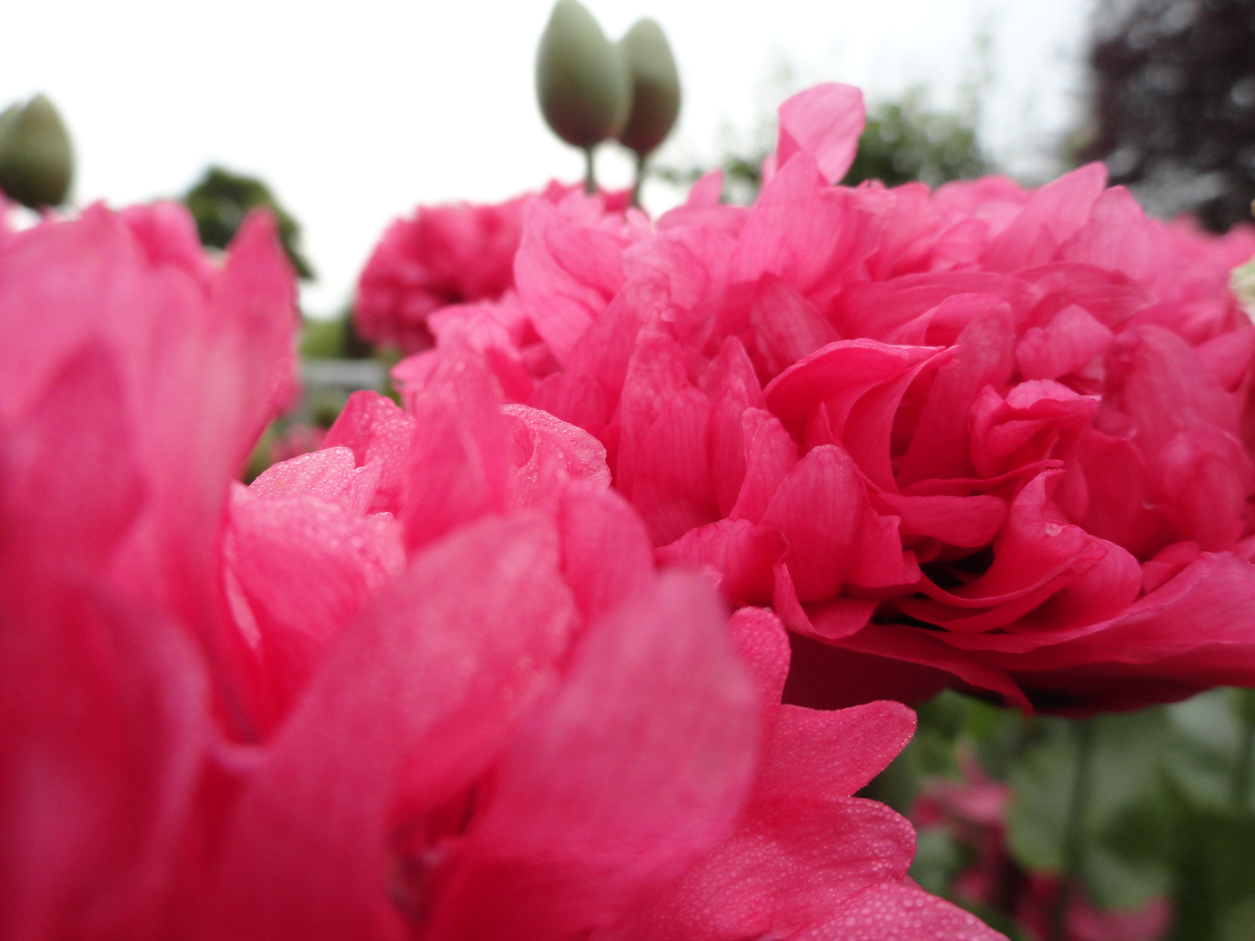 Fonds d'cran Nature Fleurs 