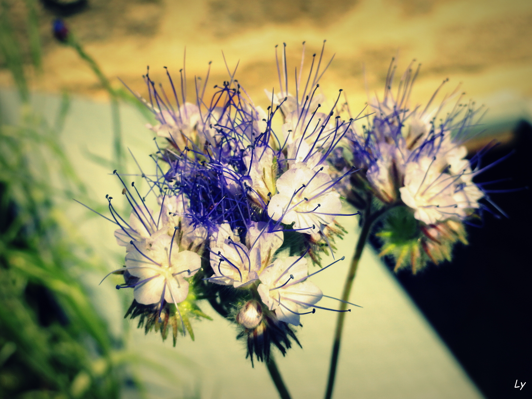 Fonds d'cran Nature Fleurs 