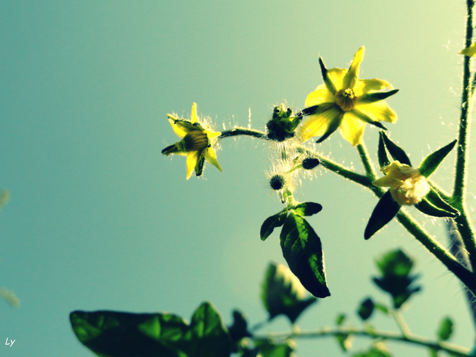 Fonds d'cran Nature Fleurs 