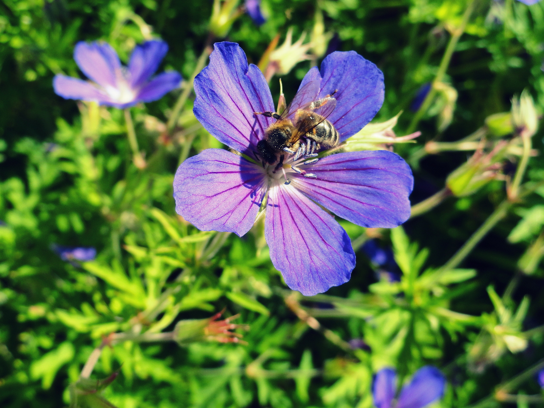 Fonds d'cran Nature Fleurs 