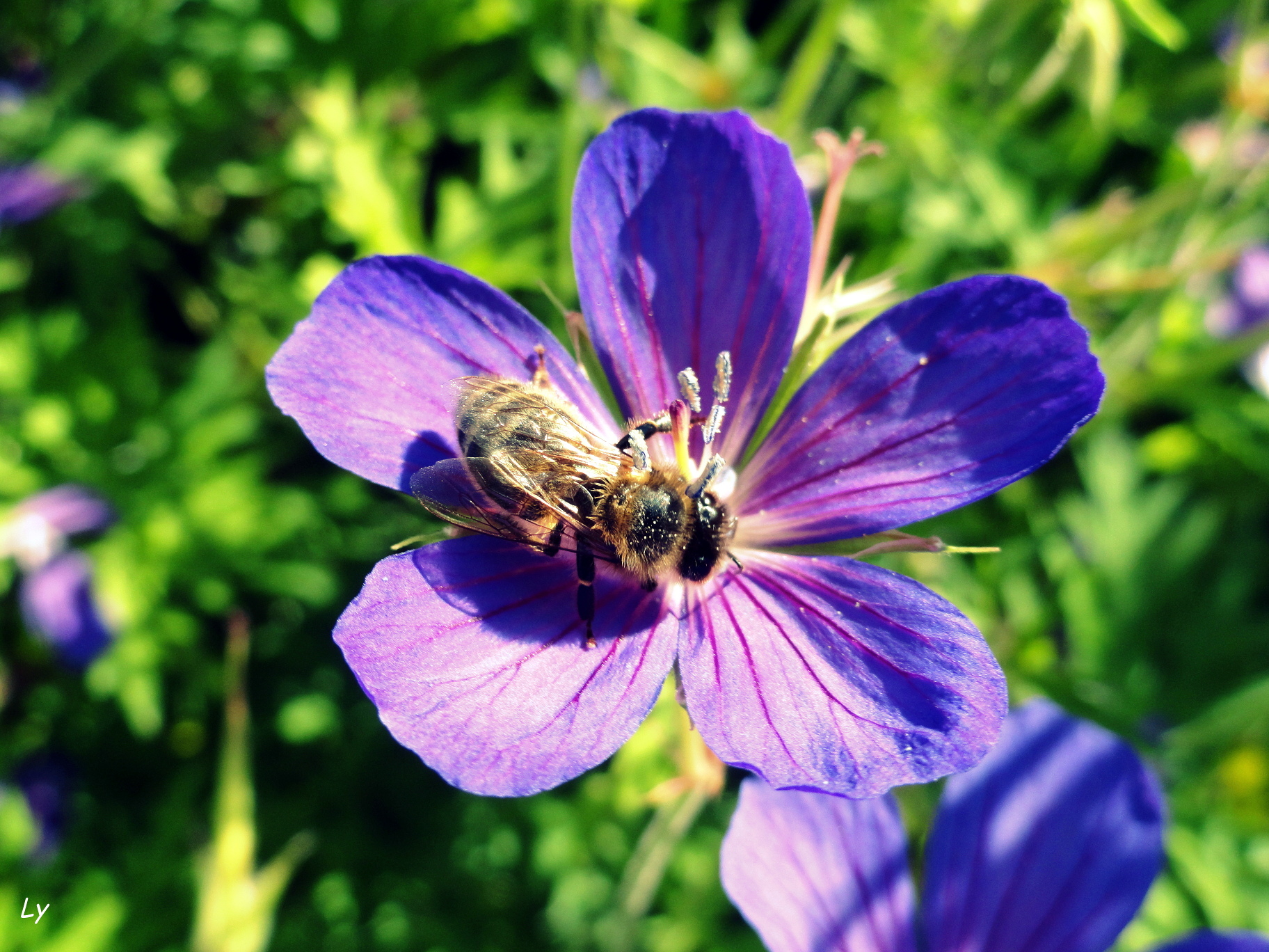 Wallpapers Nature Flowers 