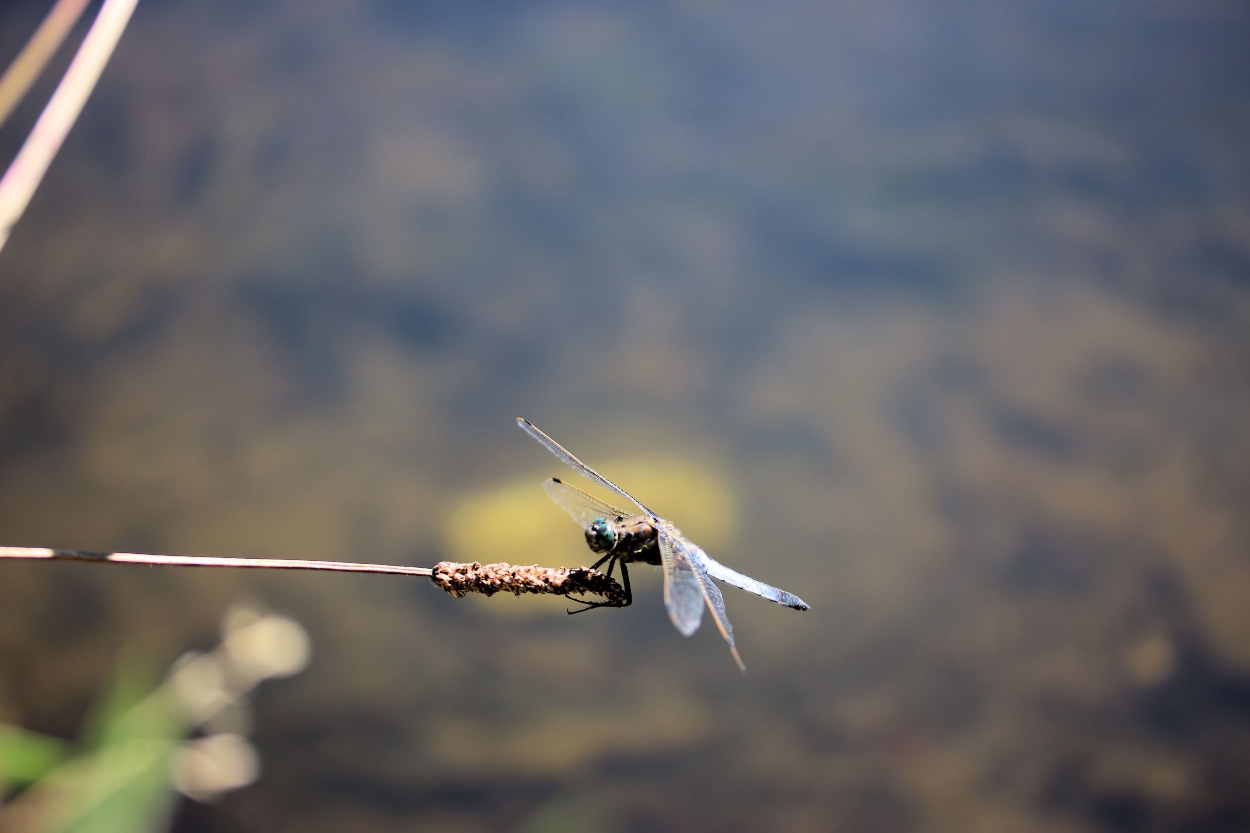 Fonds d'cran Animaux Insectes - Divers 