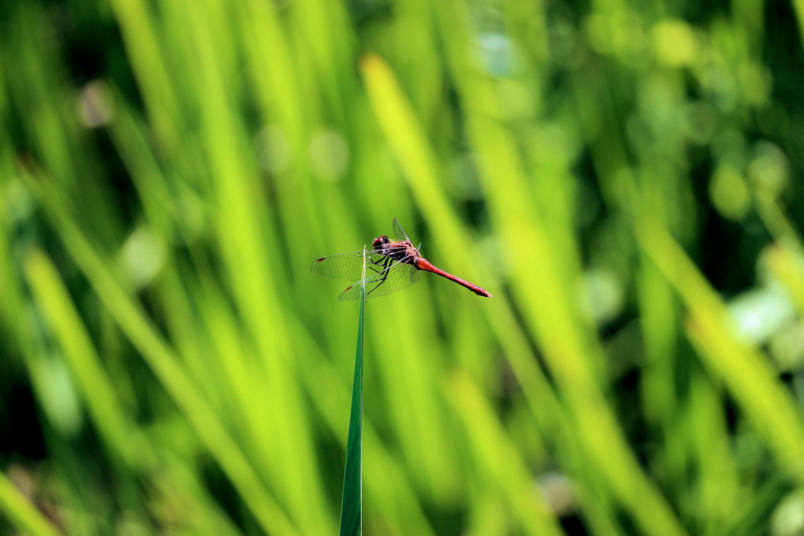 Fonds d'cran Animaux Insectes - Divers 