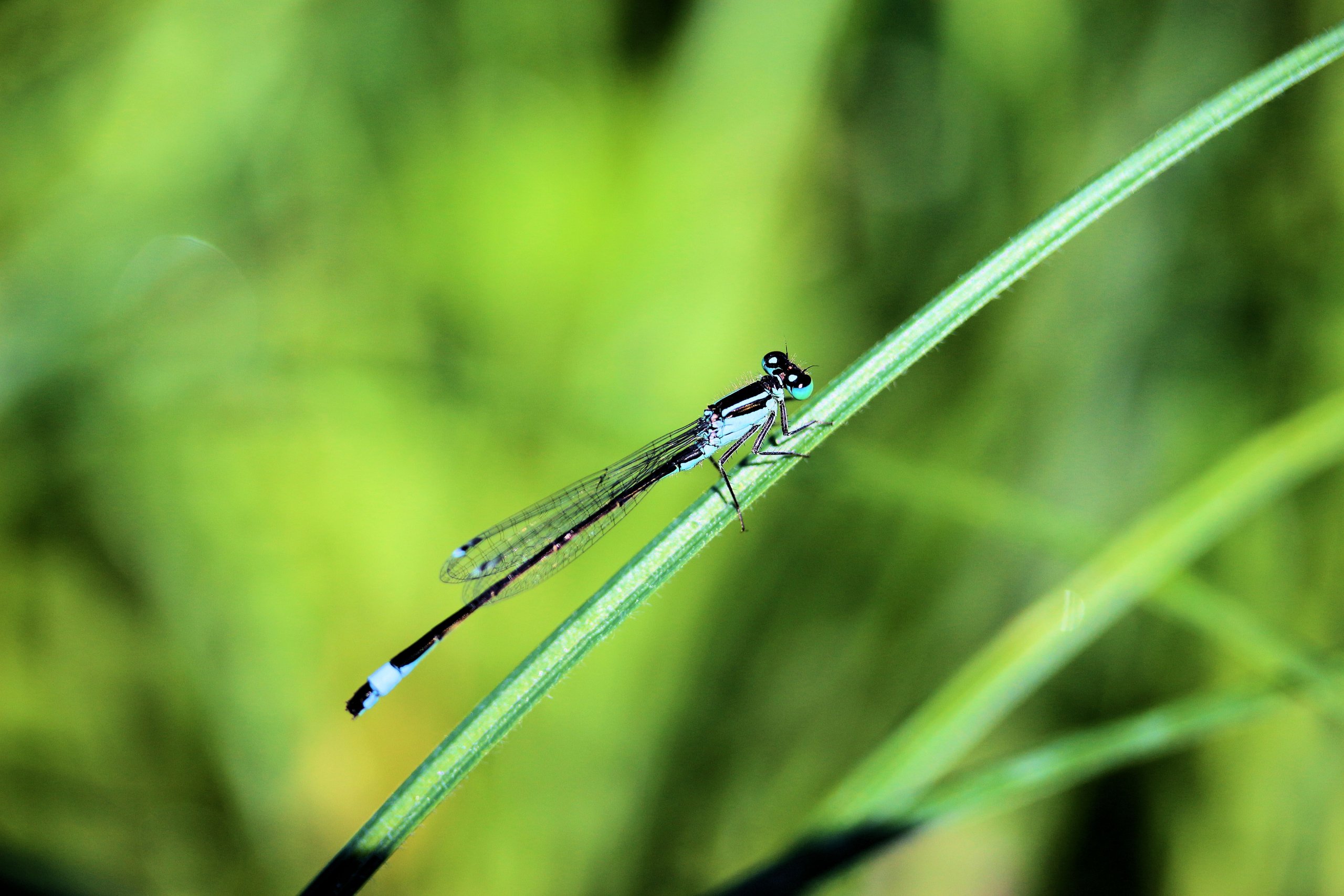 Fonds d'cran Animaux Insectes - Divers 