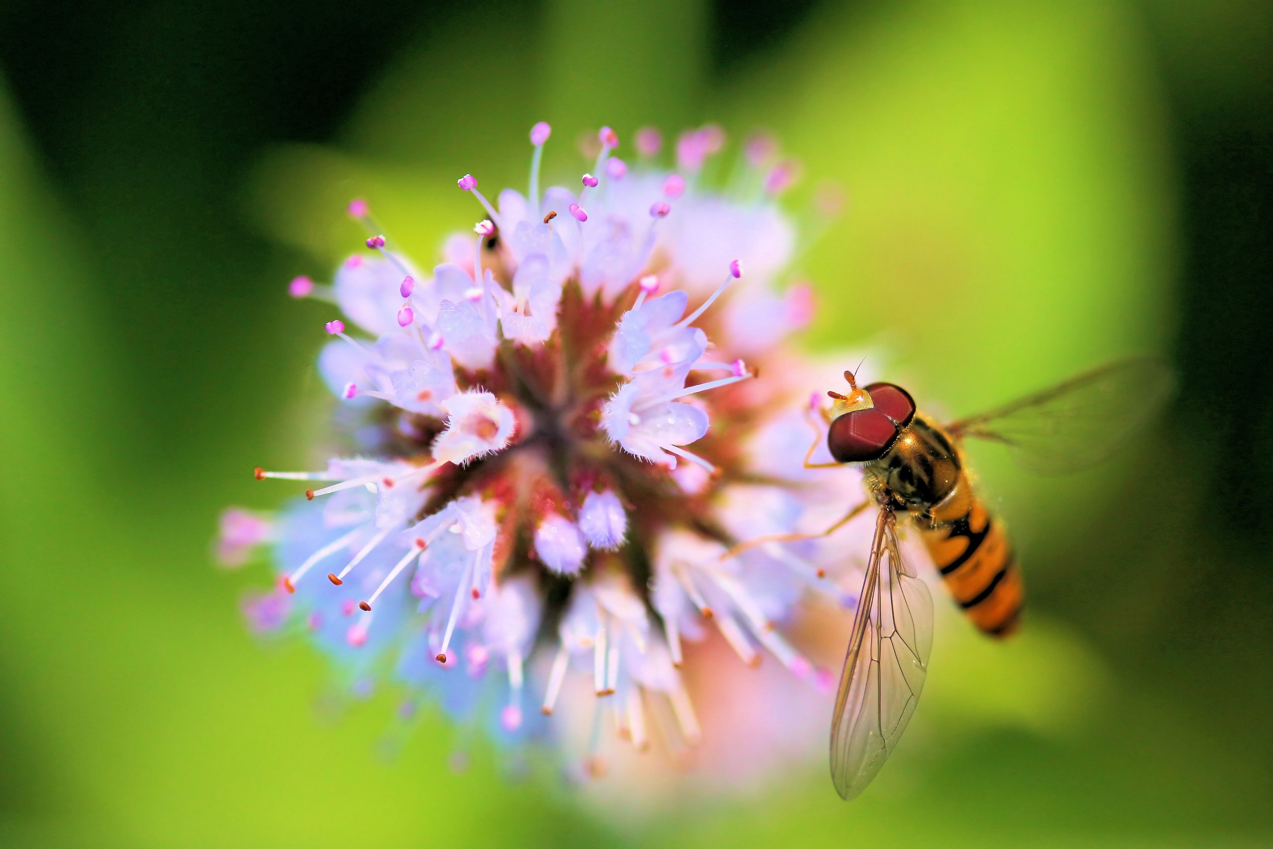 Fonds d'cran Animaux Insectes - Syrphes syrphe