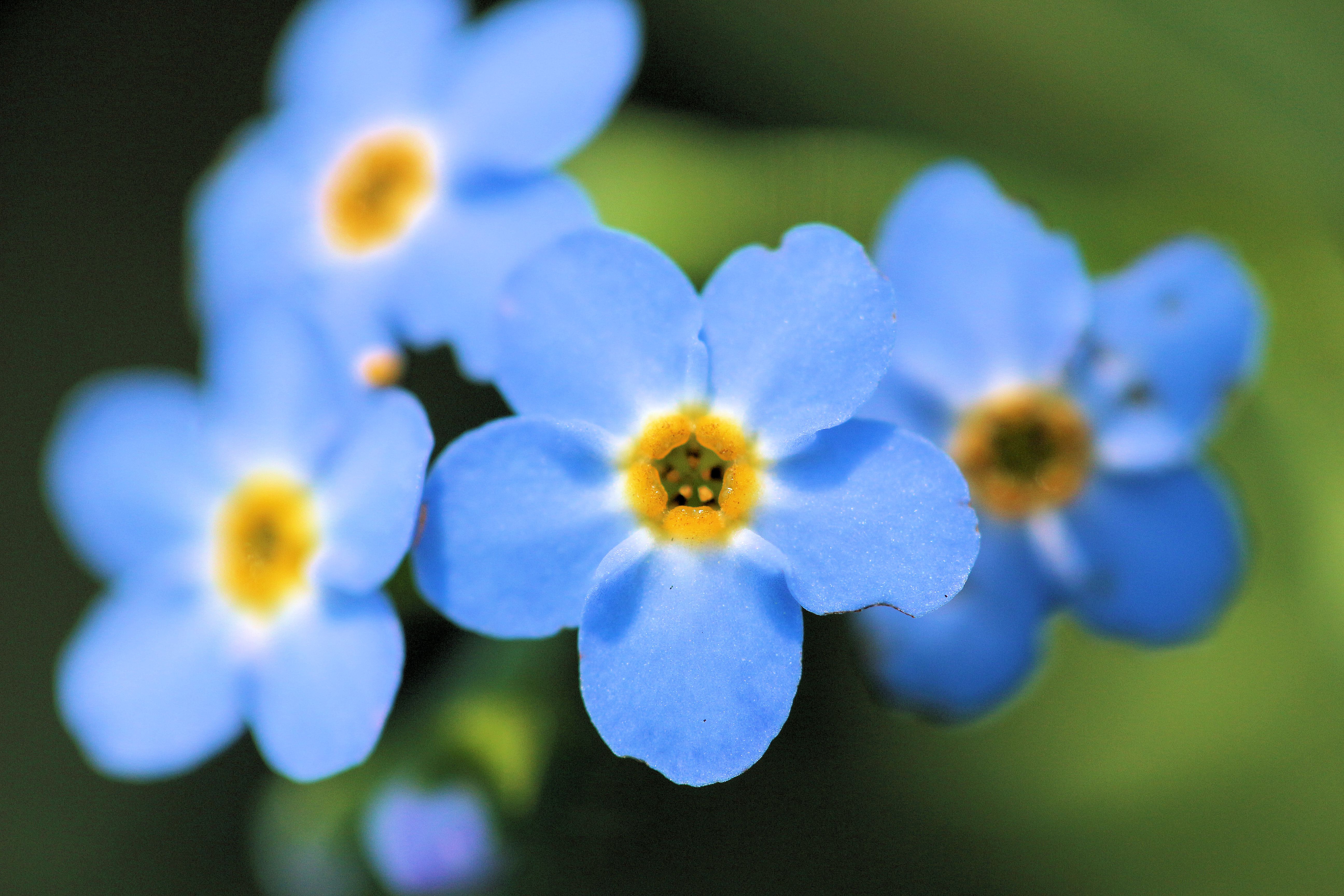 Fonds d'cran Nature Fleurs fleur