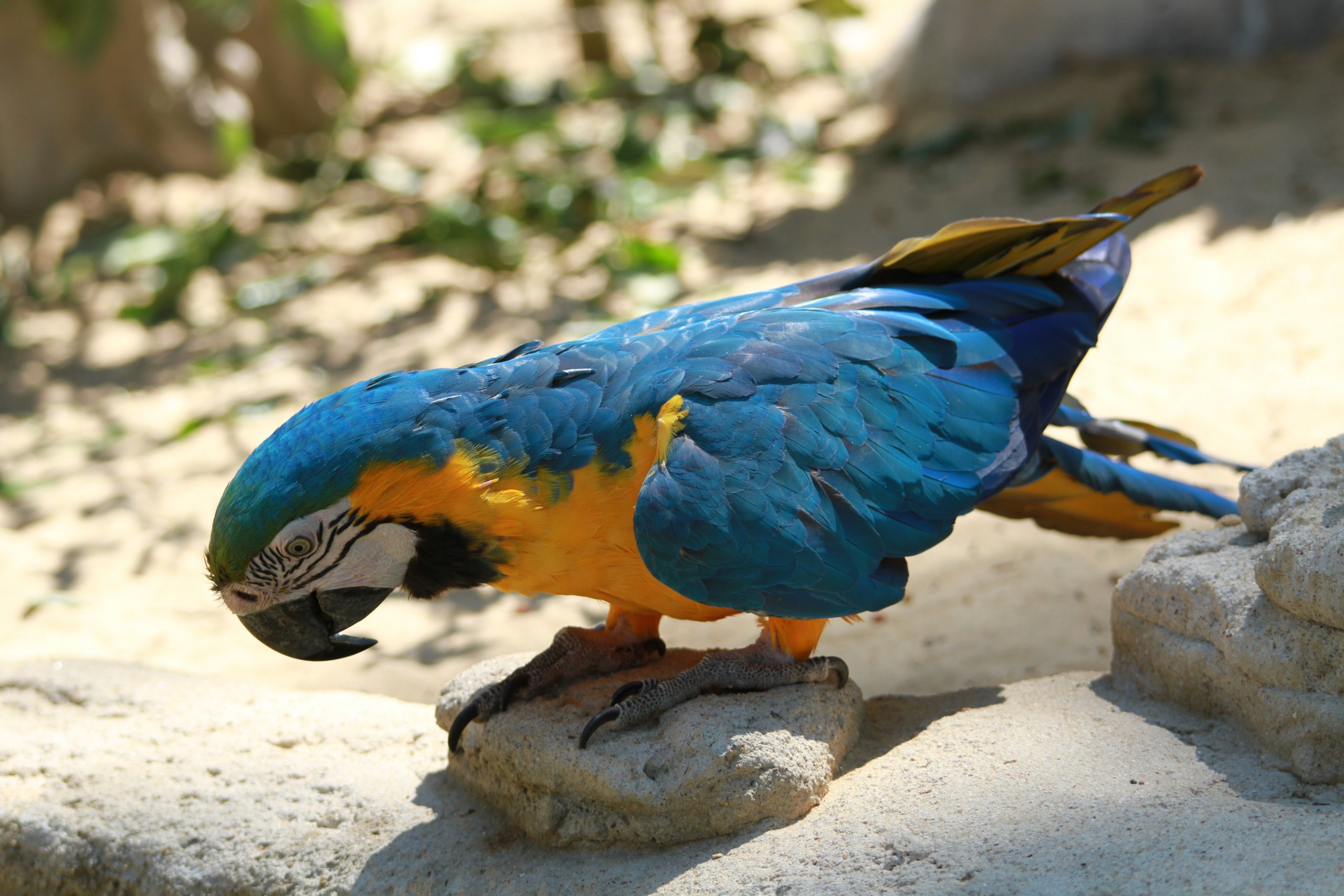 Fonds d'cran Animaux Oiseaux - Perroquets 