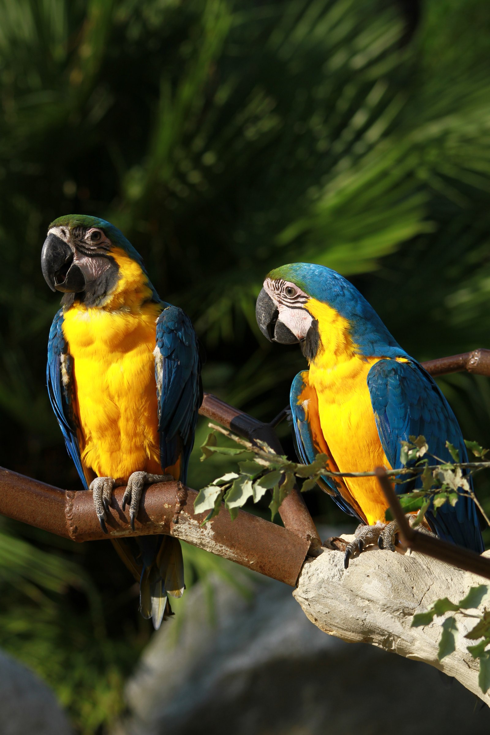 Wallpapers Animals Birds - Parrots 