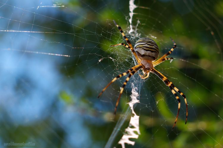 Fonds d'cran Animaux Araignes Croisés attaquent !