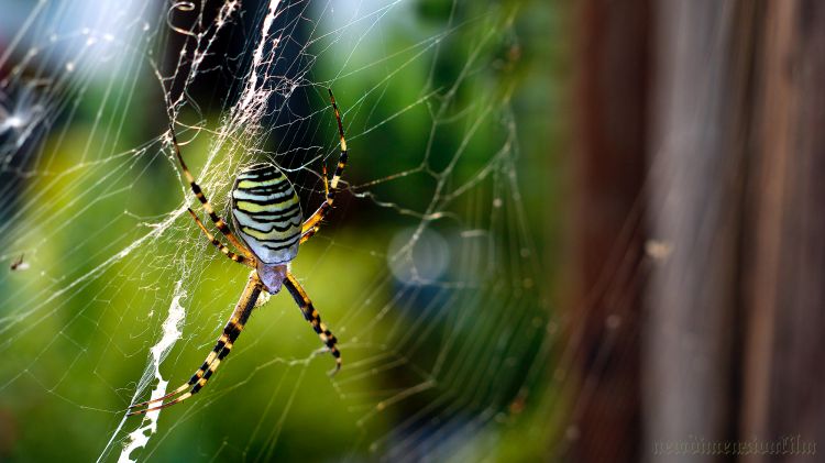 Wallpapers Animals Spiders Croisés attaquent ! 2.	