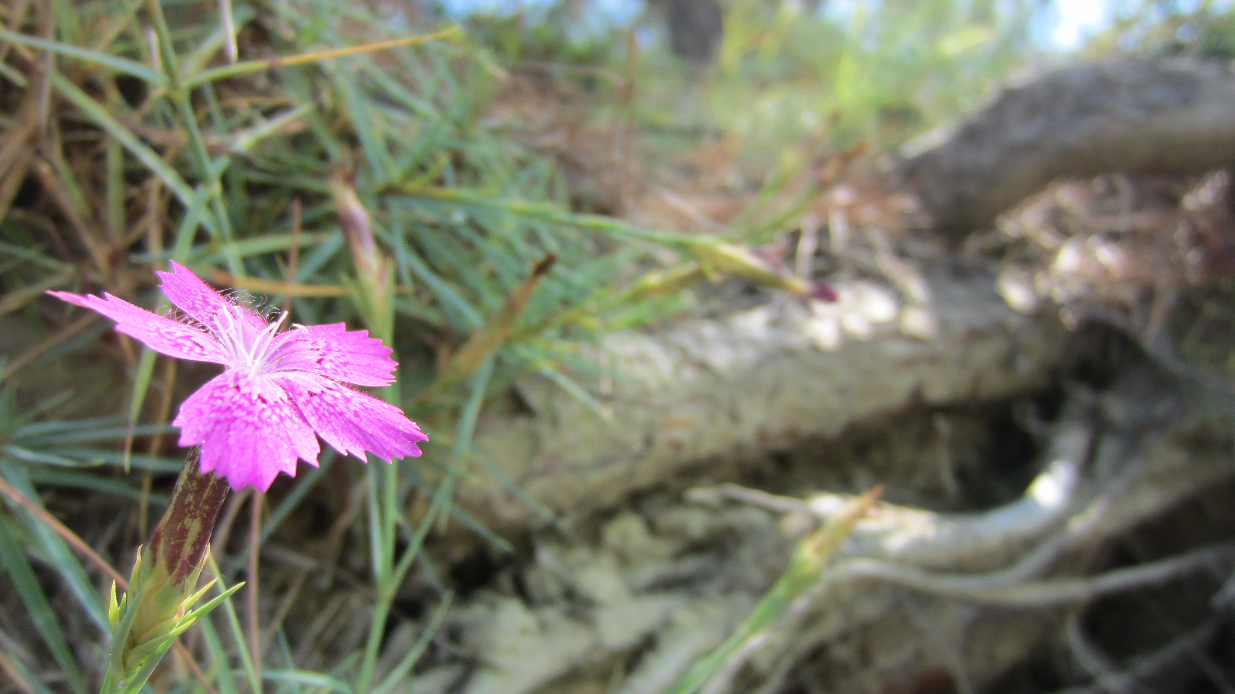 Wallpapers Digital Art Nature - Flowers Fleur